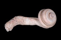 藏品(小如意蚯蚓螺)的圖片